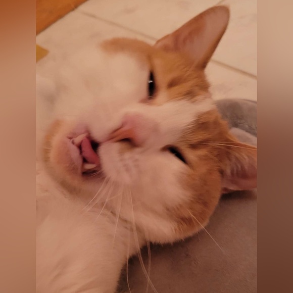 Meet your Posher, Daisy - Picture 4 of 6